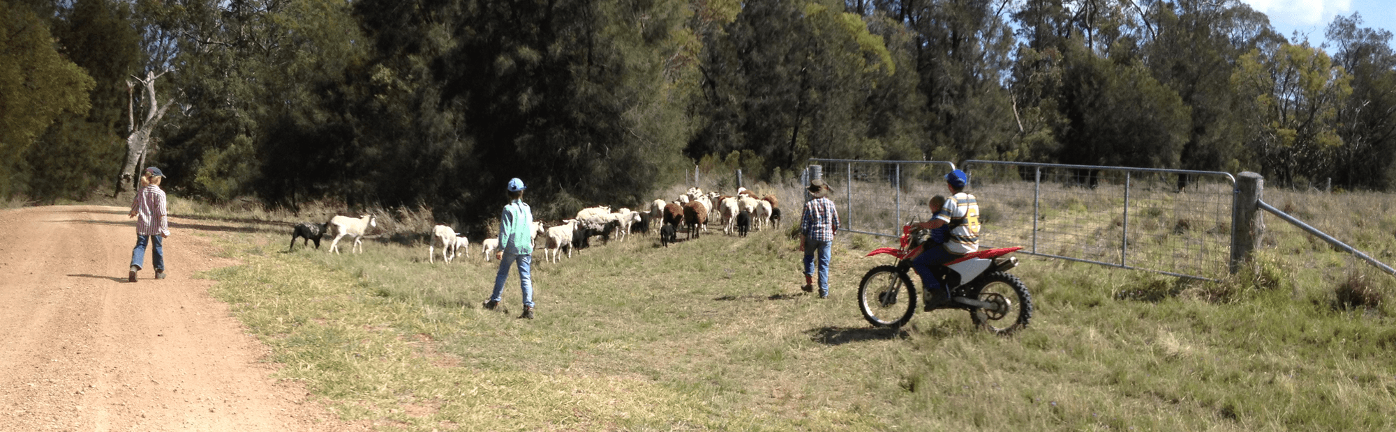 Shifting the sheep
